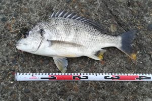 2018.06.10  釣行記16　荒天を味方にして