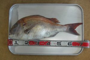 御前崎港ってこんなにマダイが釣れたっけ？