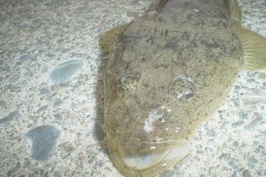【魚を捌くのが苦手な人必見】釣った魚は近所のスーパーで捌いてもらおう