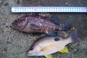 【初心者向け】焼津でハタを釣ろうPart2