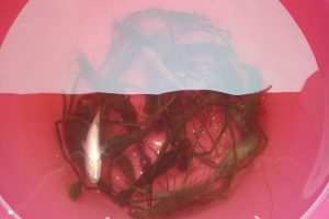 【子供でも簡単】ウキを使わないテナガエビ釣りの方法