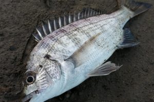 シーバスもチヌもメッキも釣れぬ