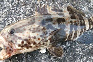 念願のチャイロマルハタ