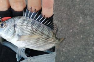 海水温の上昇に伴い