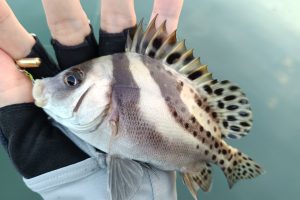 新魚種追加