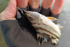 メッキの一生（静岡中部版）