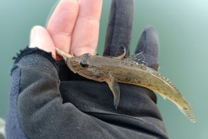 2025年11月港湾部シーバス狙い