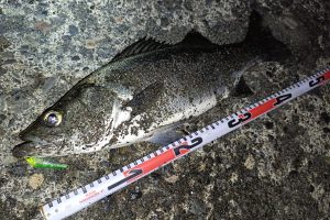 表層クリア系シンペン