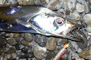 2025年ラスト釣行