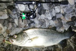 ツリノ KAHUNA SHORE VERSATILE 762ML-Sインプレ