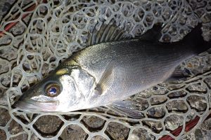 港湾部のマイクロベイトパターン攻略。ライズしているのに釣れない理由