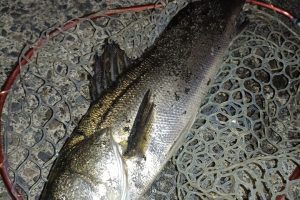 マイクロベイトパターン攻略で70と50のマル