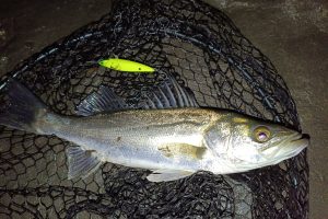 3月下旬 川にもマイクロベイトが入ってきてるよ!