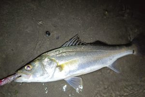 河口部でのマイクロベイトパターン攻略